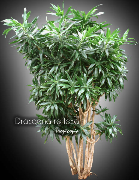 Dracaena - Dracaena reflexa - Dracaena de Malaisie - Malaysian Dracaena